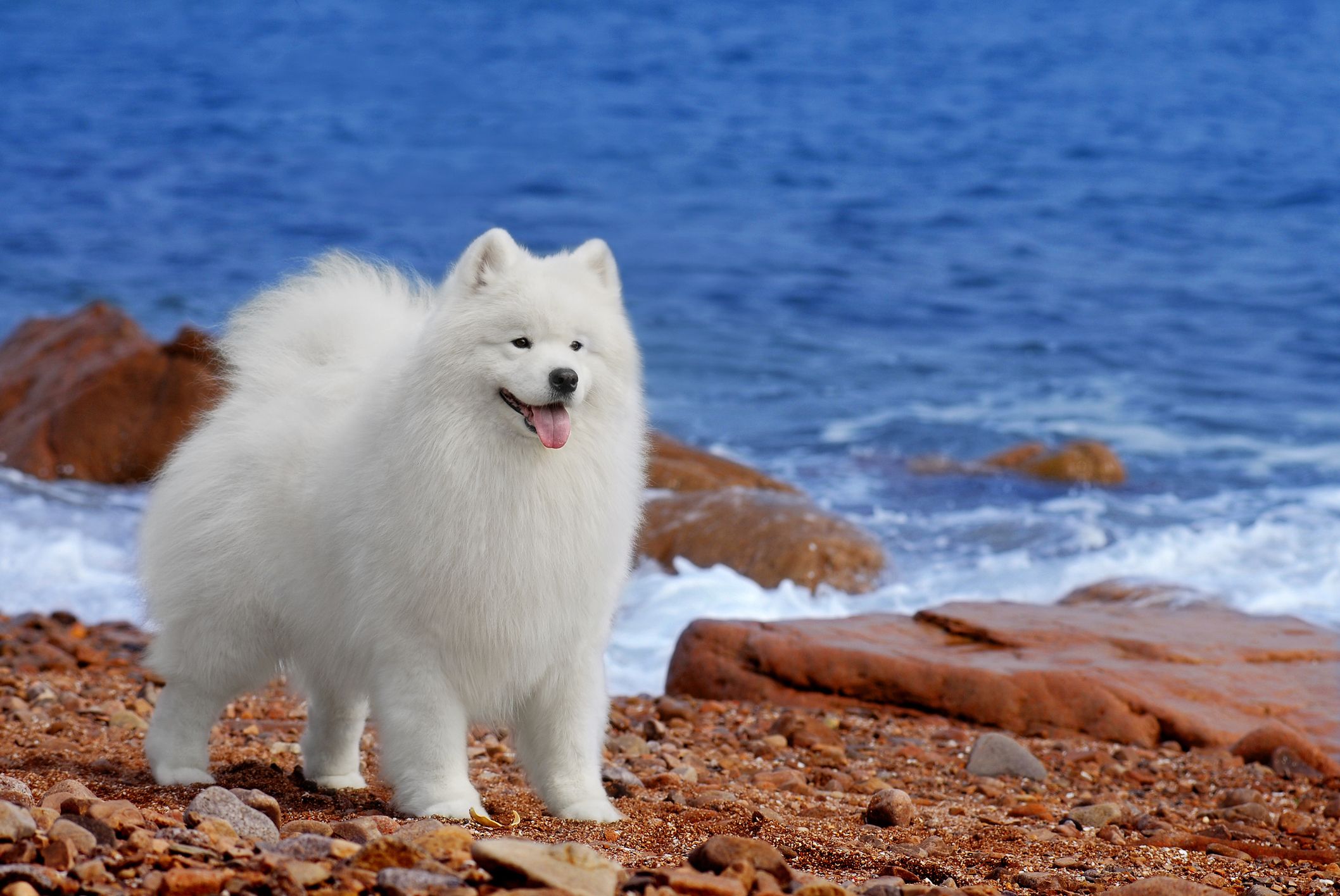 Big pomeranian looking store dog