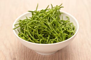 salicornia