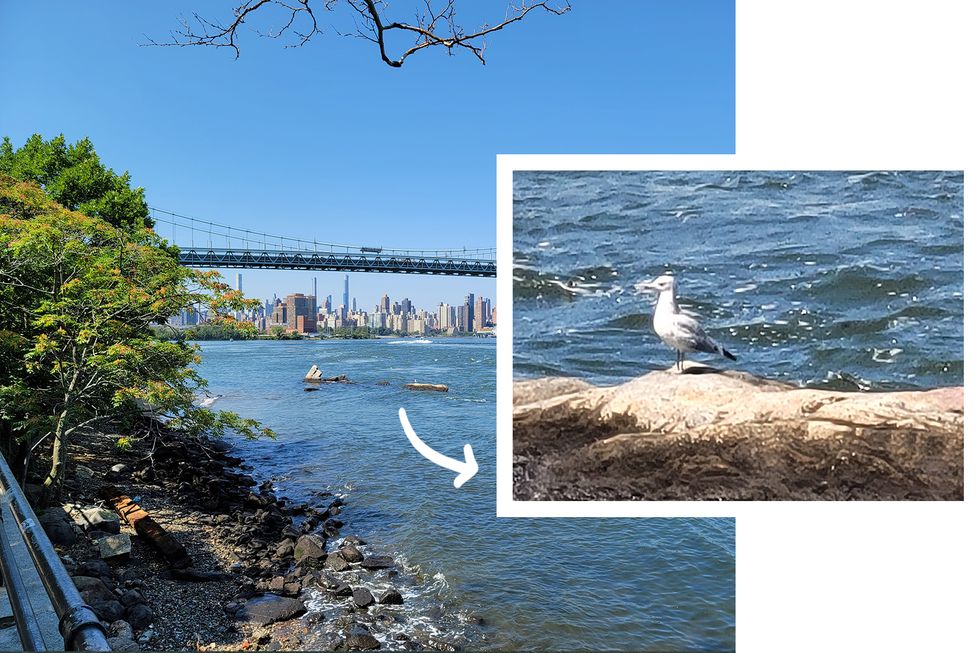 camera sample of triborough bridge and zoom in on seagull