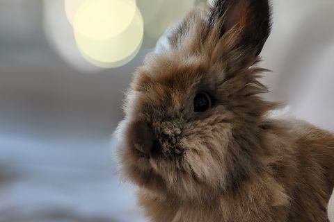 portrait of bunny from samsung galaxy s22 ultra