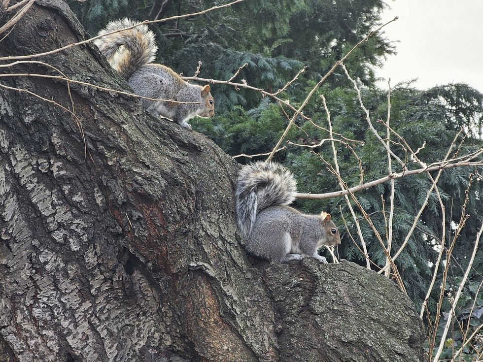 squirrels in tree in central park