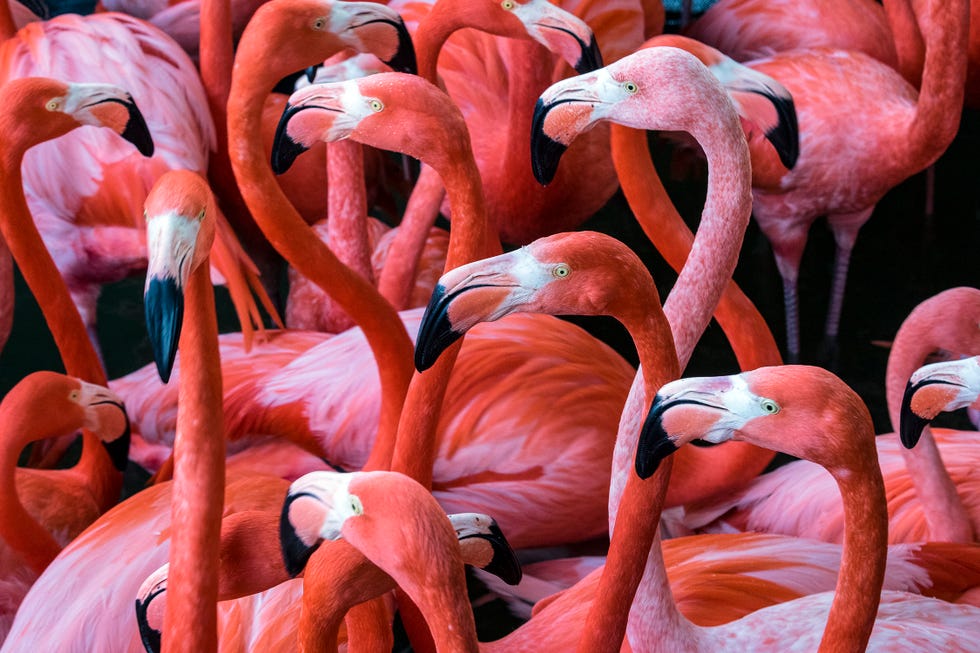 san diego zoo and safari park