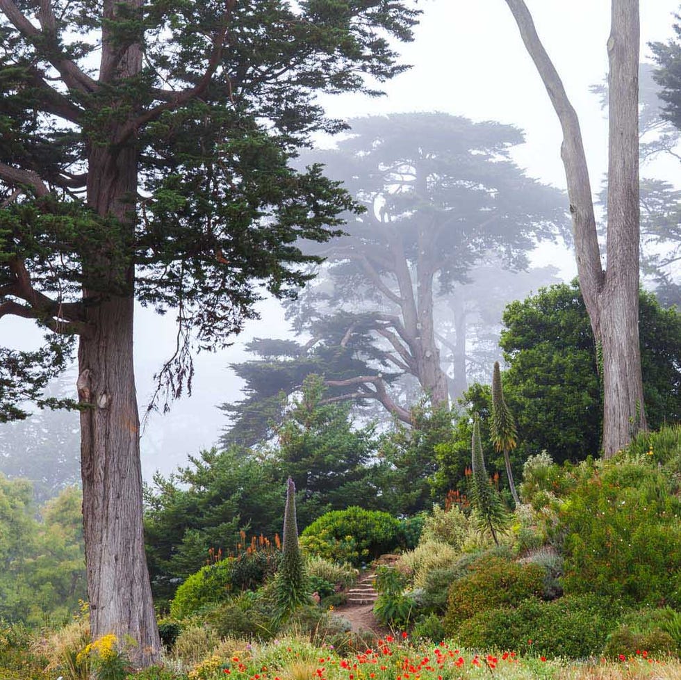 foggy view of the mediterranean garden with cypress trees san francisco botanical garden