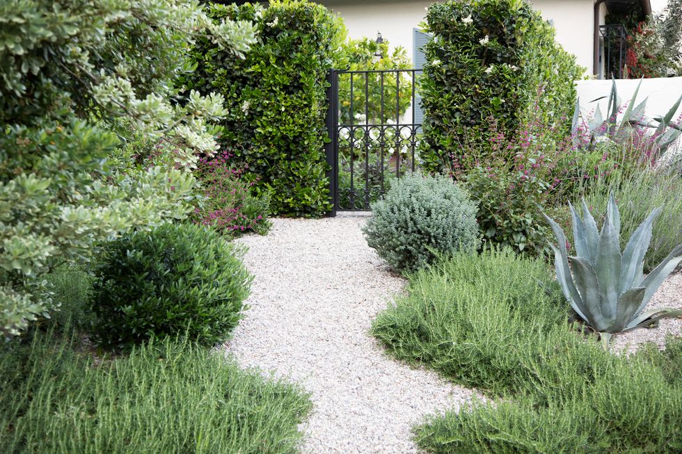 san gabriel valley california home rosemary, greek sage, variegated pittosporum, and little ollie grace a pebble pathway