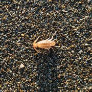 sand flea bites pictures
