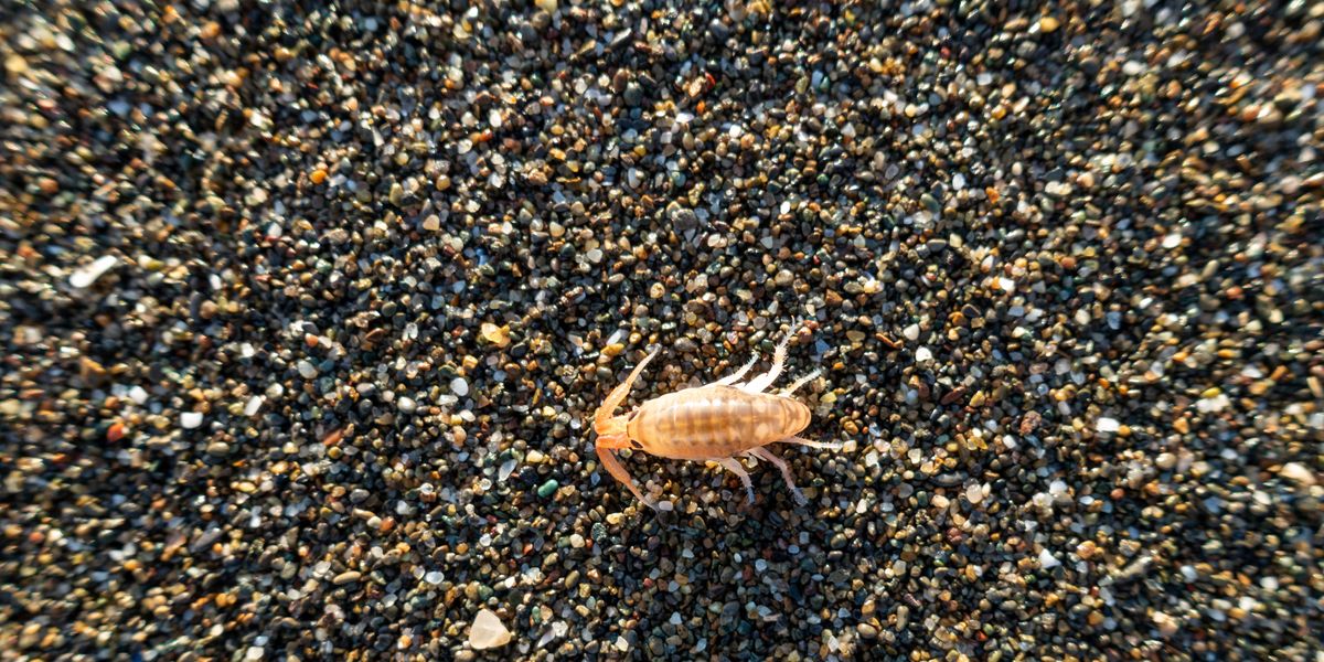 Sand Flea Bites: How to Prevent and Treat Bites From Sand Fleas