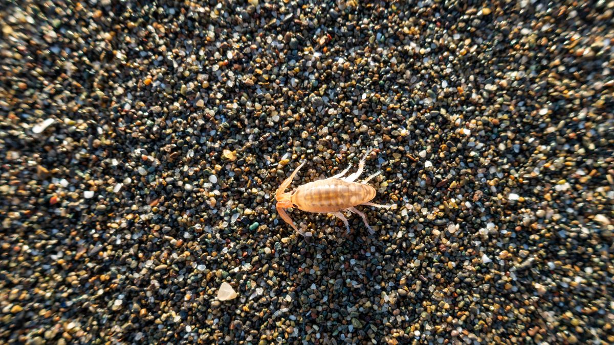 Sand Flea Bites: How to Prevent and Treat Bites From Sand Fleas