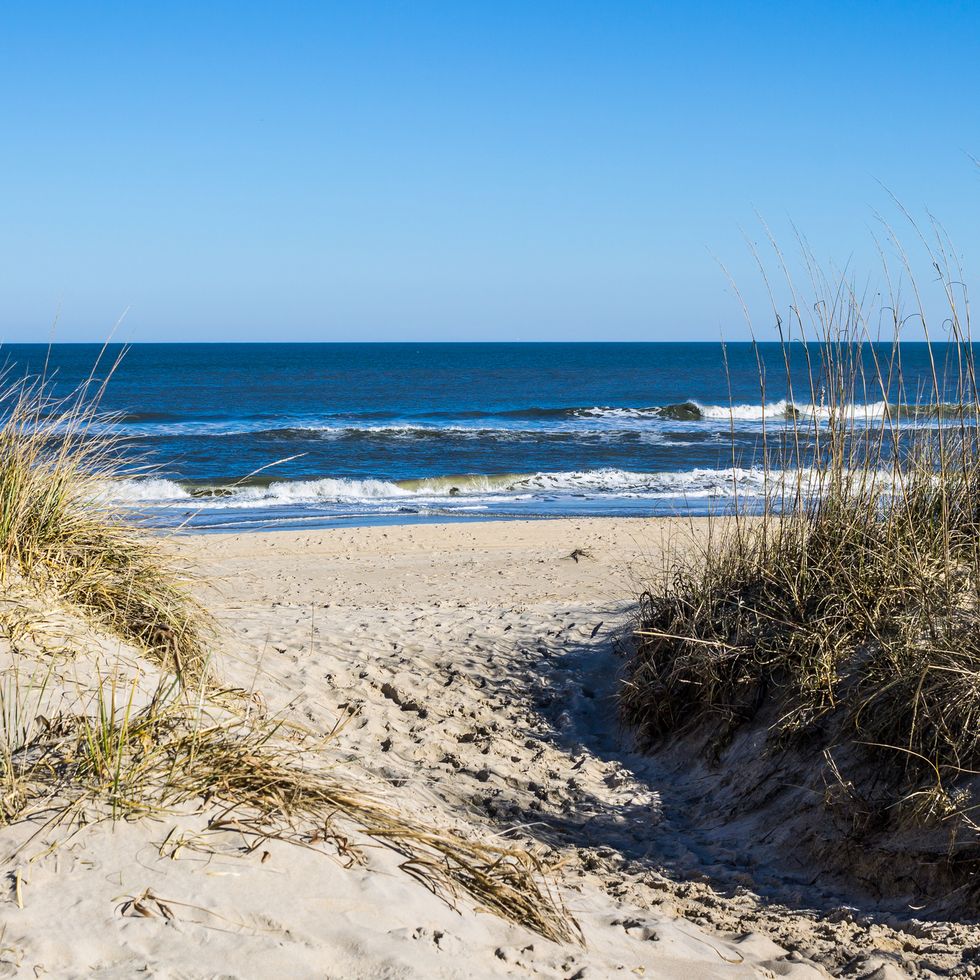 sandbridge beach in virginia beach, virginia with grass on dunes