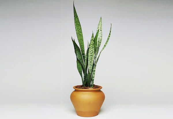 Flowerpot, Houseplant, Plant, Flower, Terrestrial plant, Leaf, Botany, Grass family, Ikebana, Aloe, 