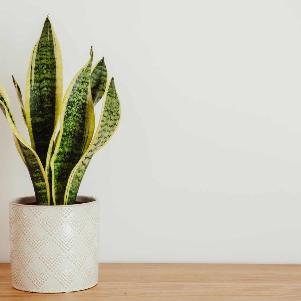 sansevieria laurentii dracaena trifasciata, mother in law tongue, snake plant against white background