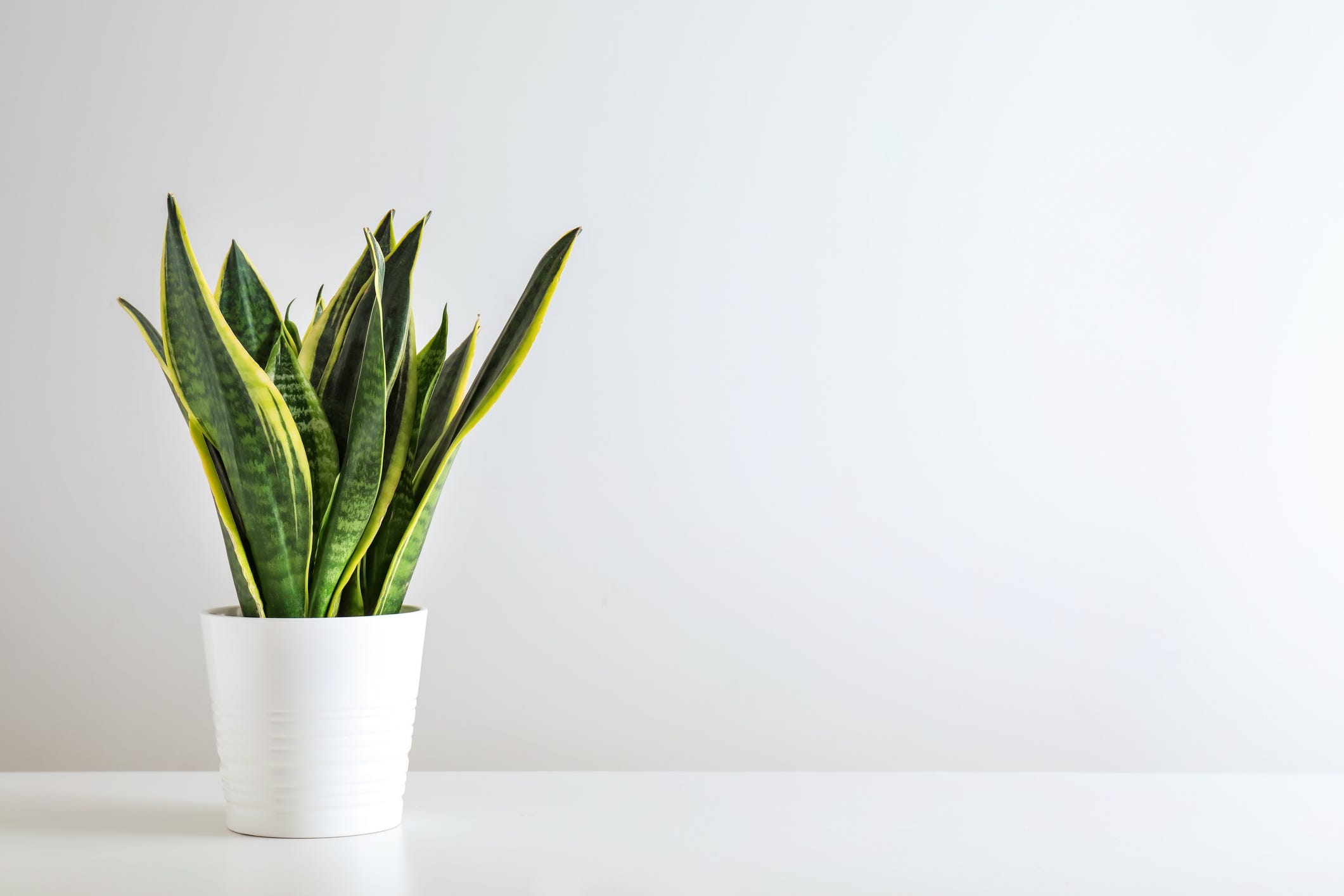 Top 10 Houseplant Trends For 2021