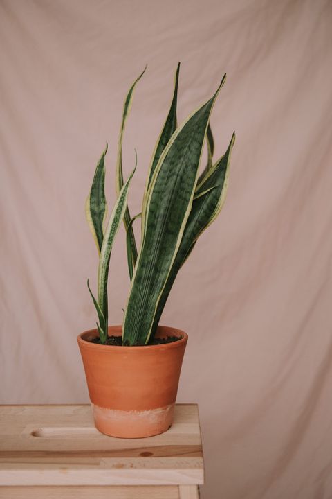 sansevieria potted plant