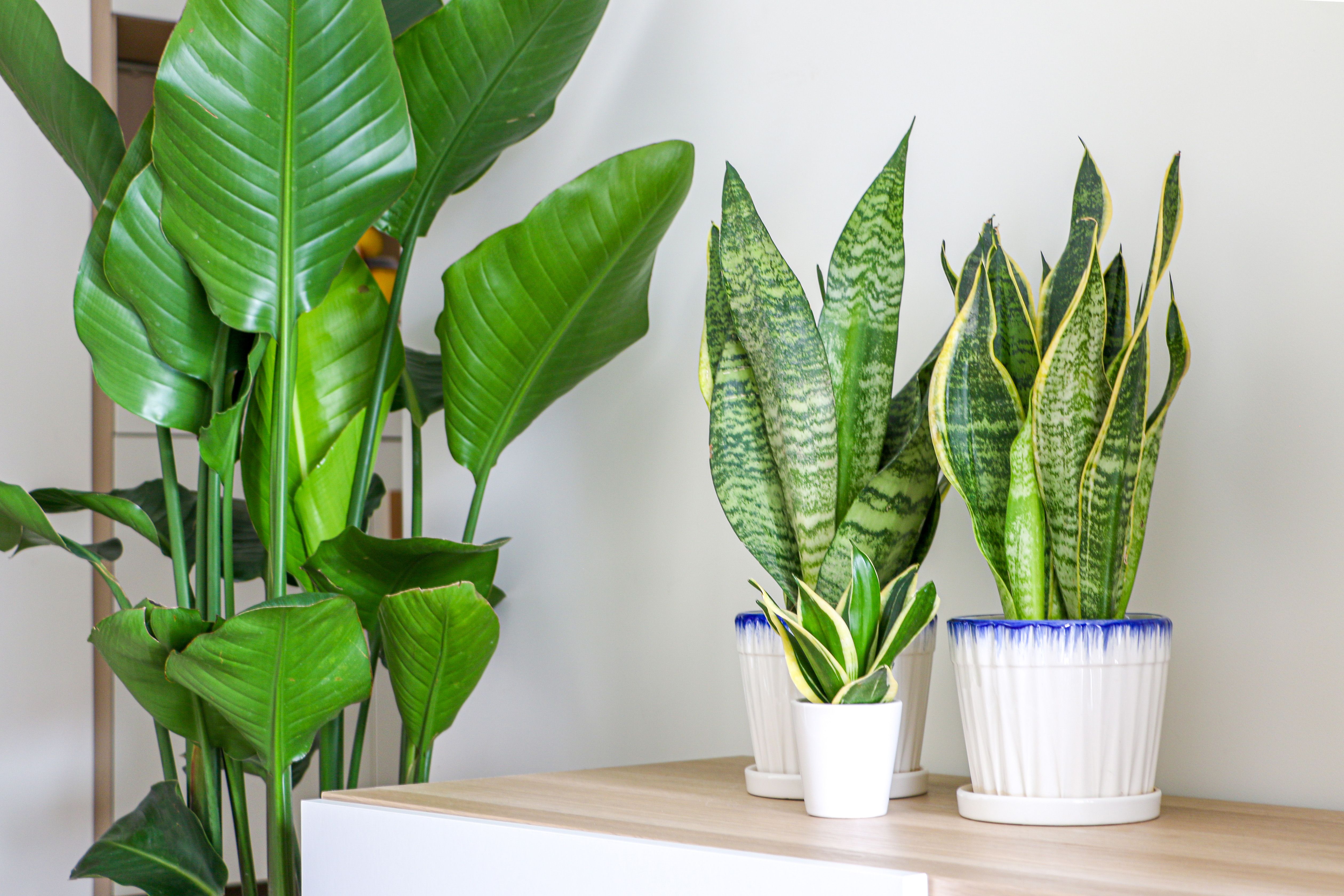 22 Best Indoor Plants For Low Light And More Per Experts 7474