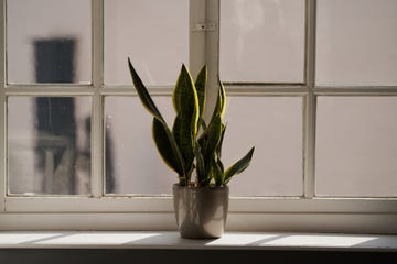 sansevieria