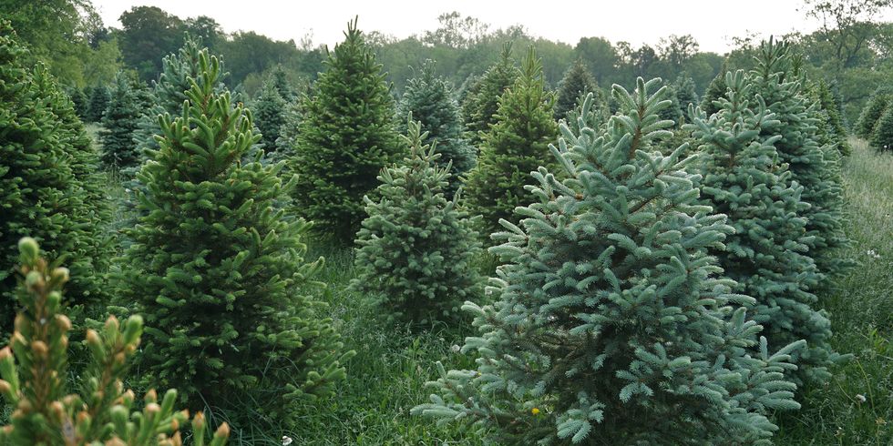 santa's christmas tree farm