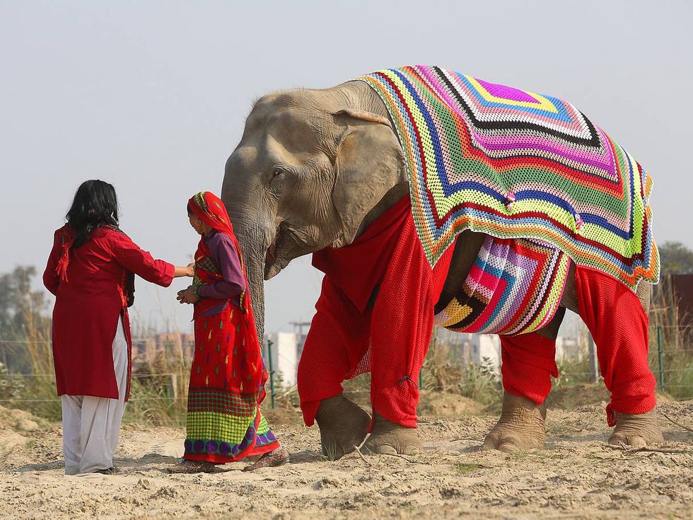 elefanti-india