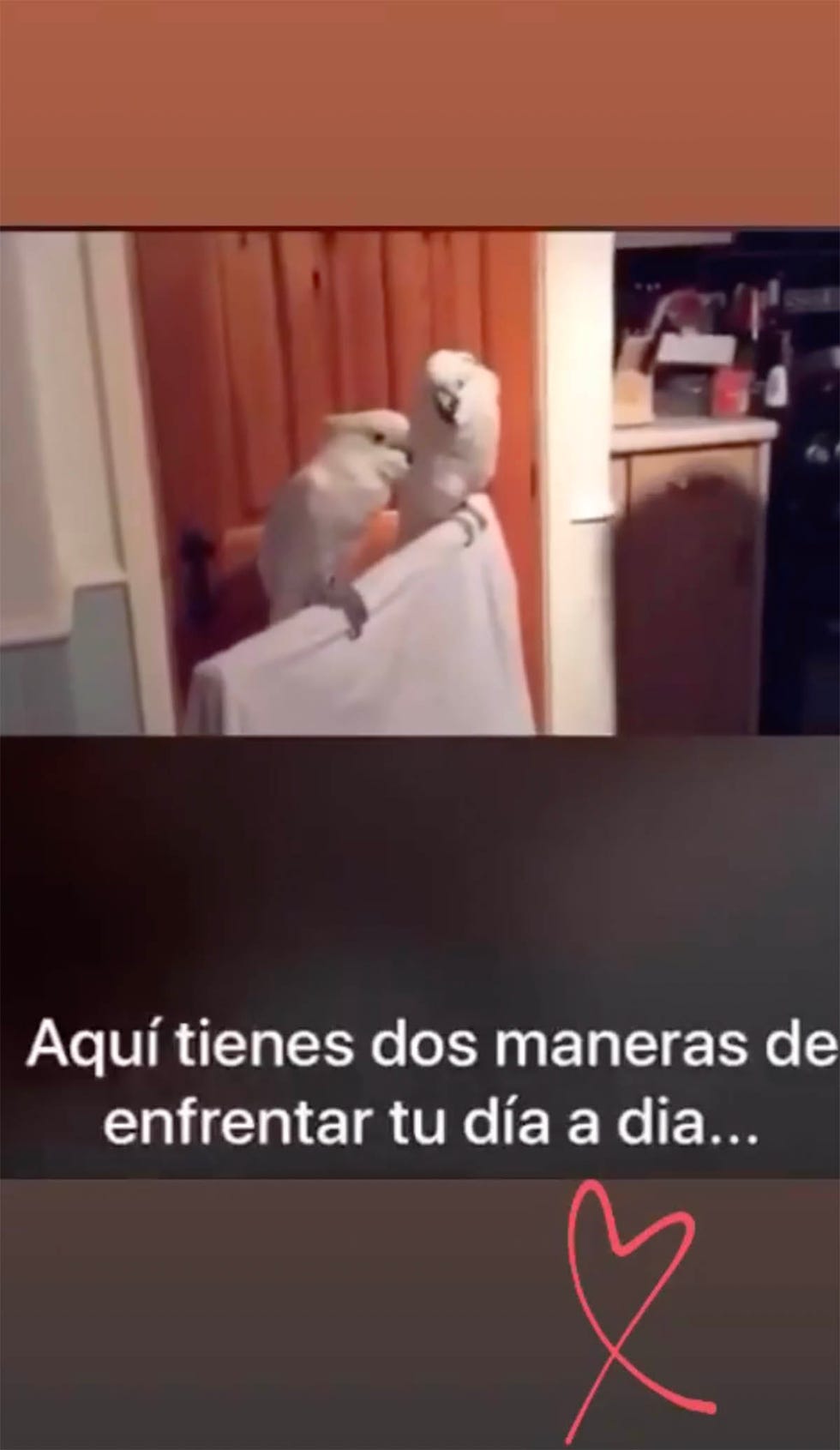 sara carbonero reacción