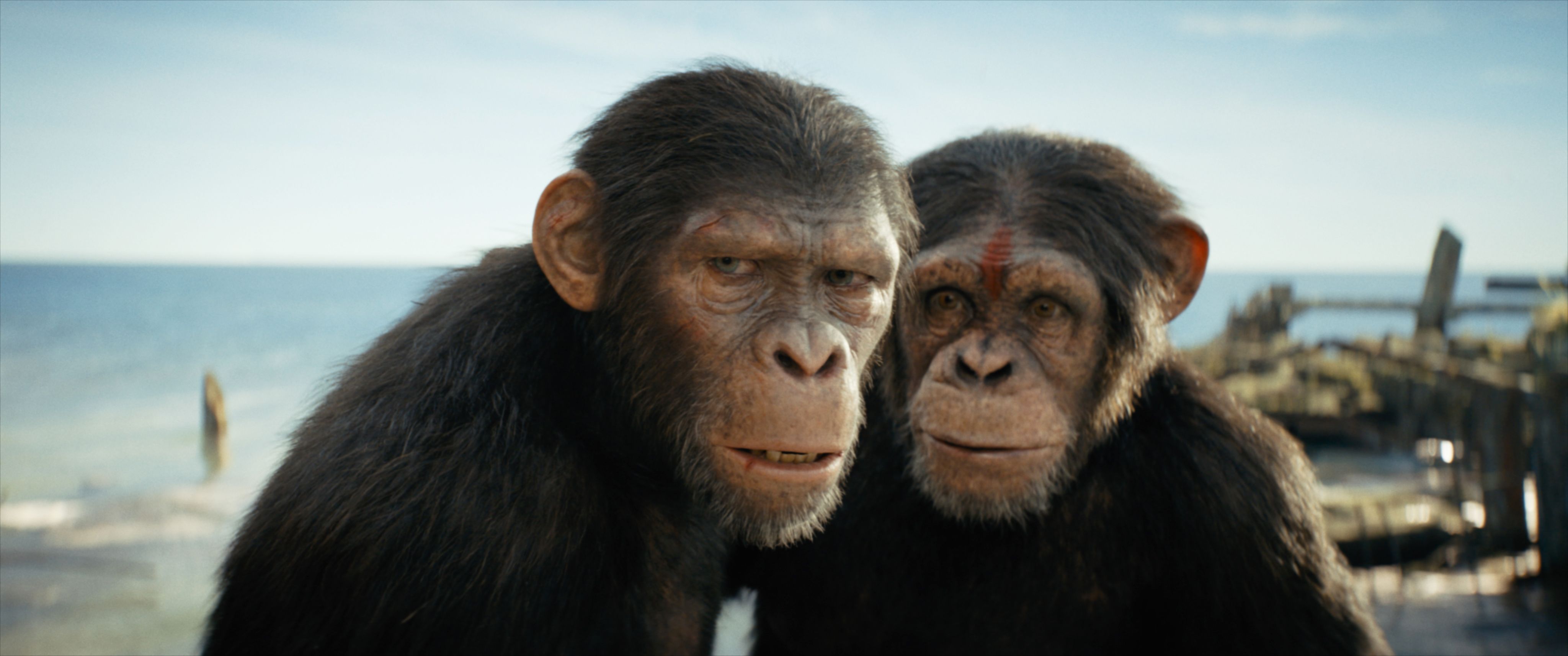 Когда выйдет «Царство планеты обезьян» на Disney+?