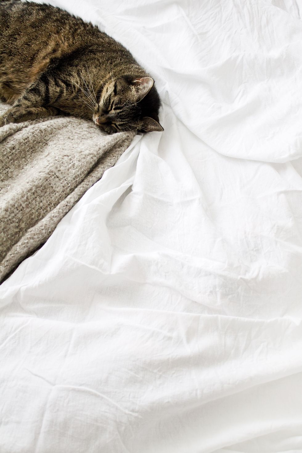 White, Bed sheet, Fur, Cat, Textile, Bedding, Linens, Bed, Room, Felidae, 