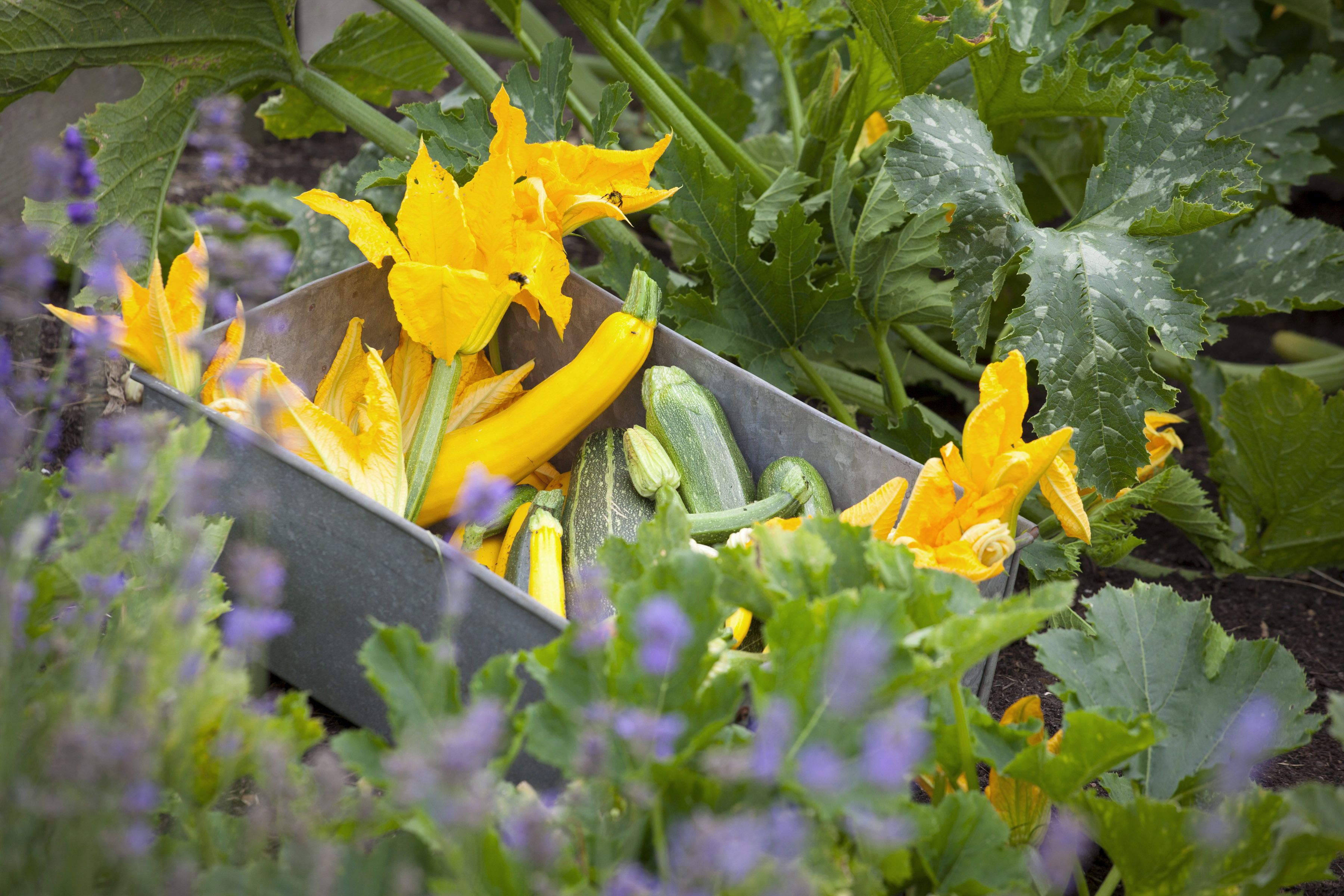 Fascinating facts and figures: courgettes (RHS Grow Your Own