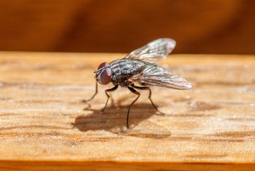 sarcophagus fly