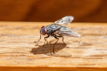 eliminar las moscas de racimo o de los desvanes en tu casa