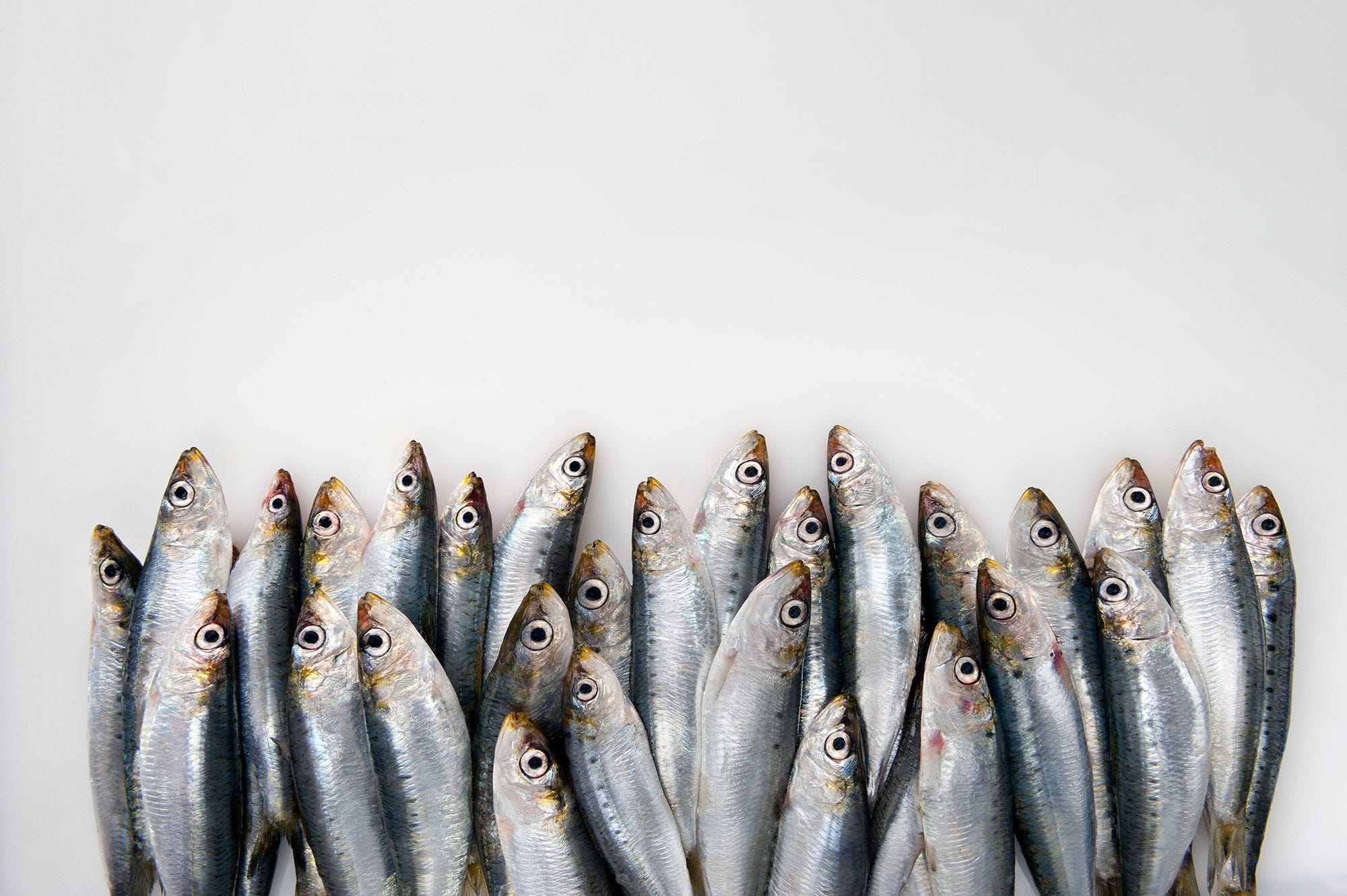 Sardines