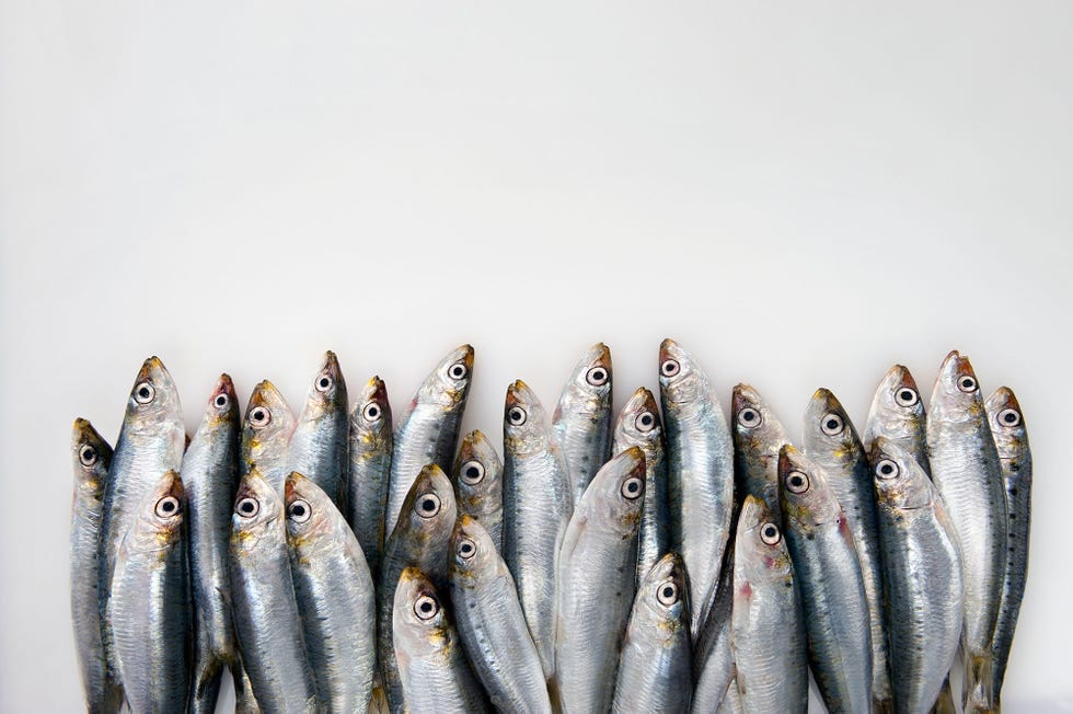 Sardines