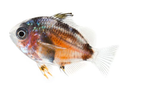 Chrysiptera parasema