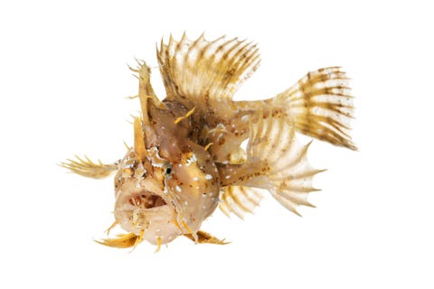 Sargassovis