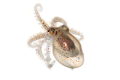 Gewone Octopus