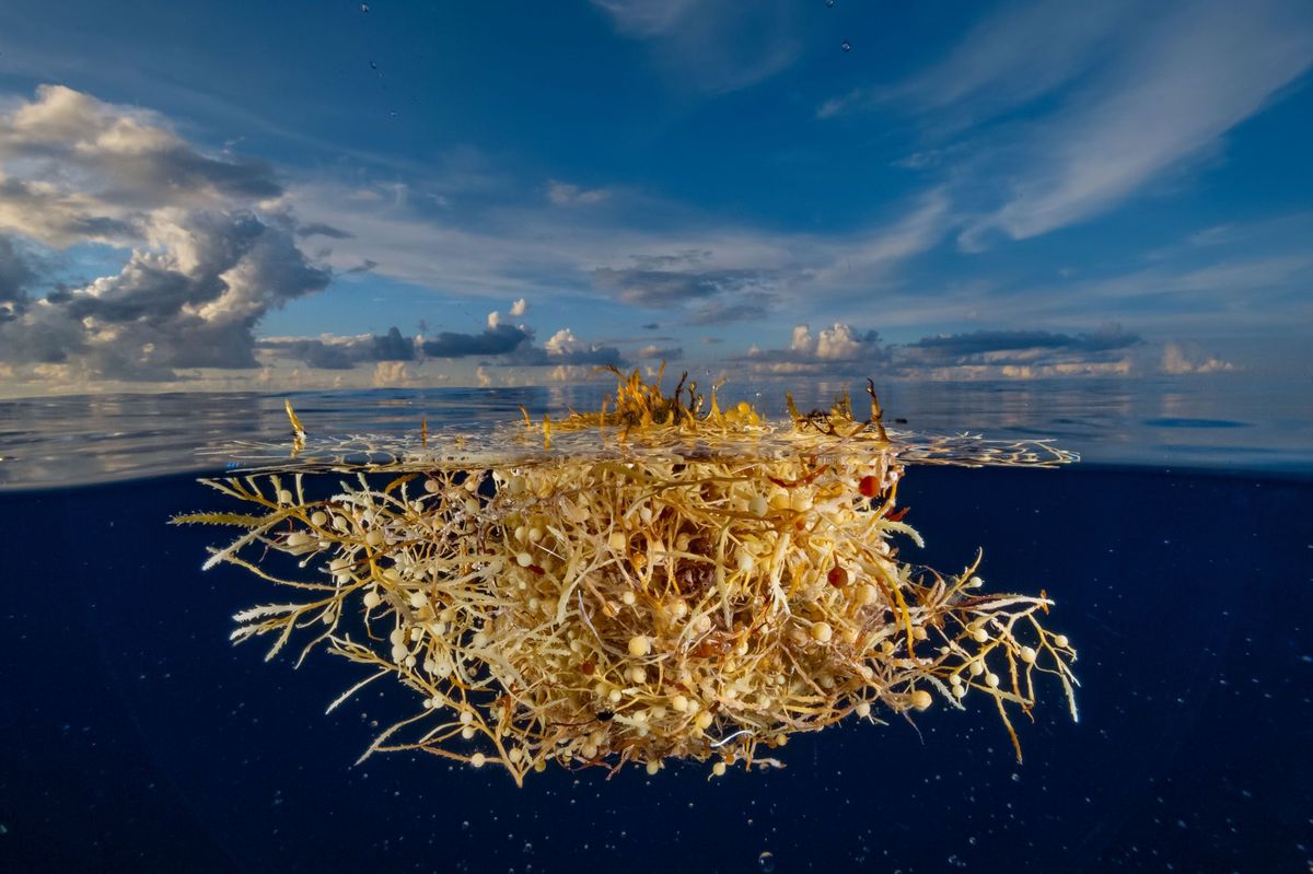 Een kluit sargassowier zo groot als een voetbal drijft vlak bij Bermuda in de Sargassozee die deel uitmaakt van de NoordAtlantische gyre Een ophoping van zeewier van dit formaat kan onderdak bieden aan duizenden organismen van vislarven tot zeepaardjes