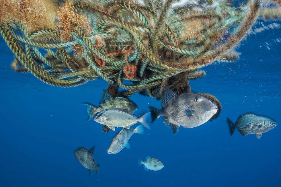 In touw verstrikt sargassowier biedt schaduw en beschutting aan trekkervissen Afval op zee van pallets tot plastic kratten en gasflessen kan een drijvend vlot vormen waarop levensvormen kunnen groeien Vooral plastic is echter schadelijk voor veel soorten
