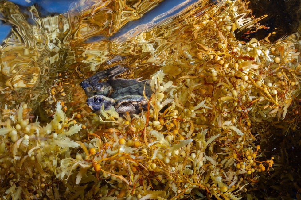 Pas uit het ei gekropen zeeschildpadden zoals deze jonge onechte karetschildpad zwemmen van de zandstranden waar ze zijn geboren naar de velden sargassowier De eerste jaren van hun leven vinden ze daar voedsel en bescherming tegen roofdieren