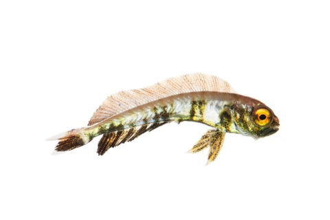 Goudmakreel