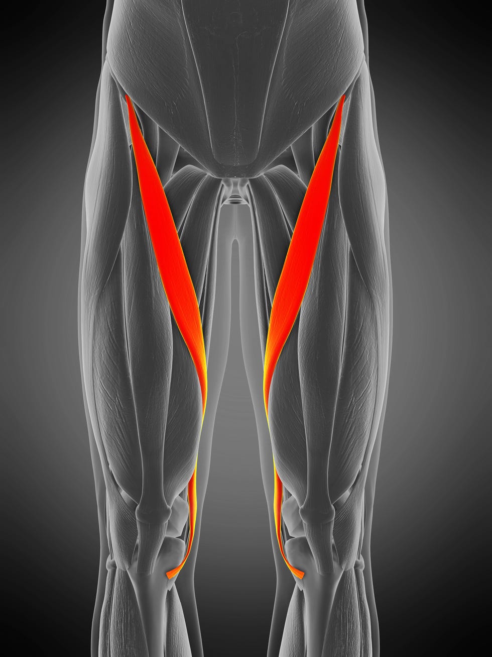 sartorius muscle pain