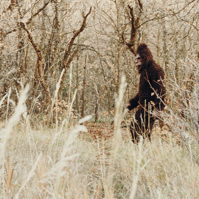 sasquatch bigfoot in the forest