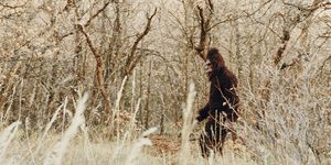 sasquatch bigfoot in the forest
