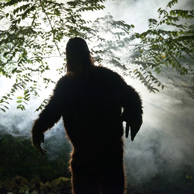 sasquatch or big foot in forest