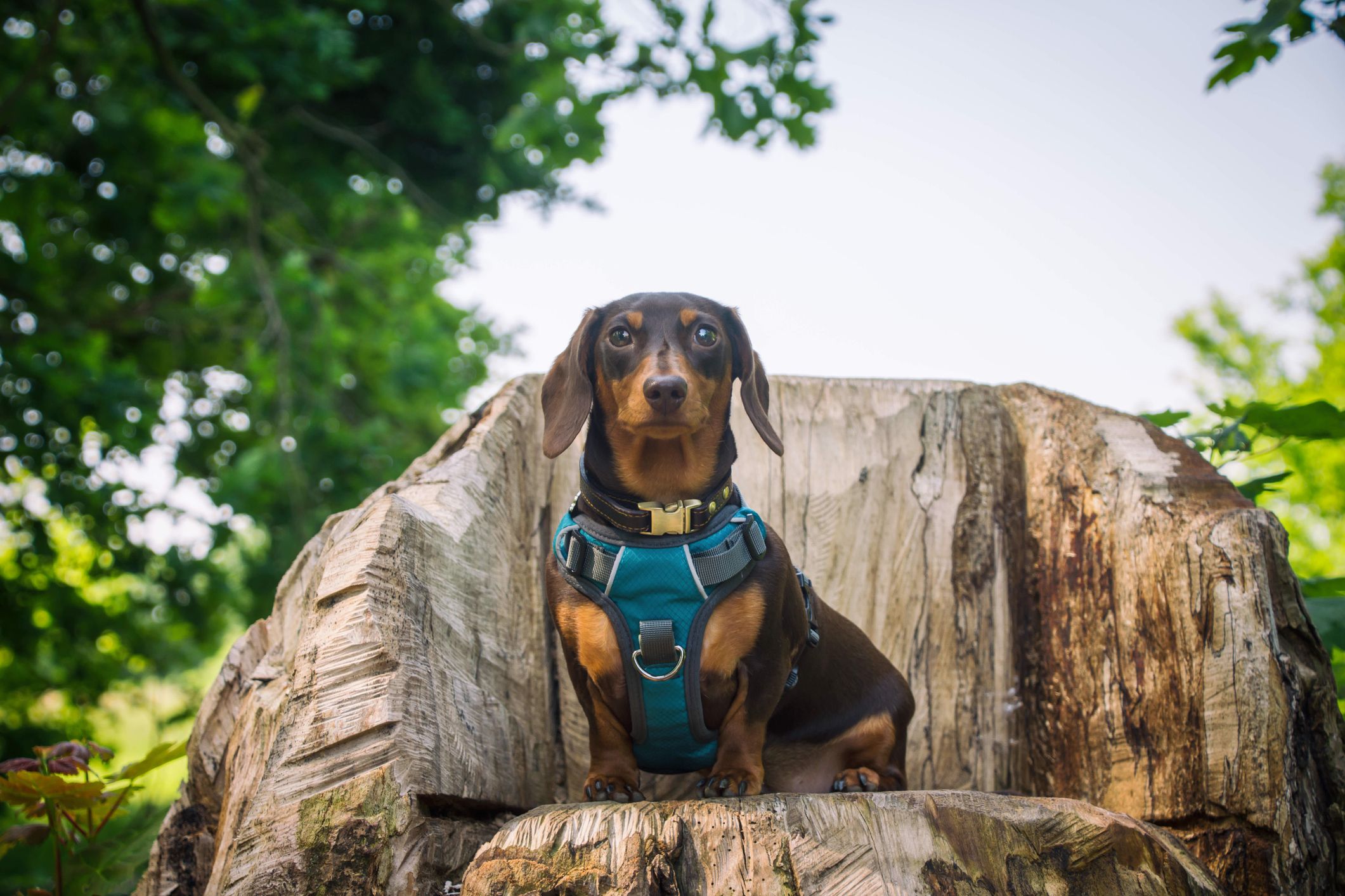 Best collar outlet for mini dachshund