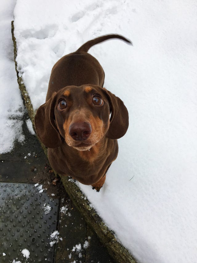 Engaging Tails: Eli the Dachshund - Daily Dog Tag