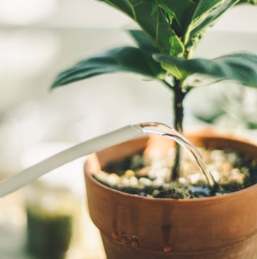 Cómo regar bien una planta y evitar que se ahogue cómo regar bien una planta y evitar que se ahogue