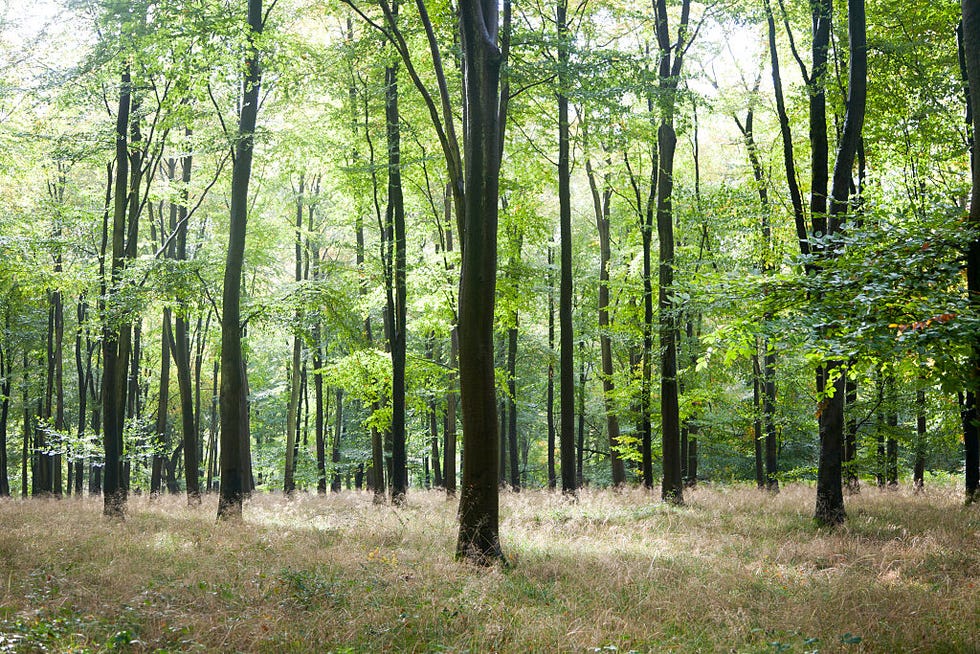 ต้นบีชในต้นฤดูใบไม้ร่วง, Saverke Forest, ใกล้ Marlborough, Wiltshire, England