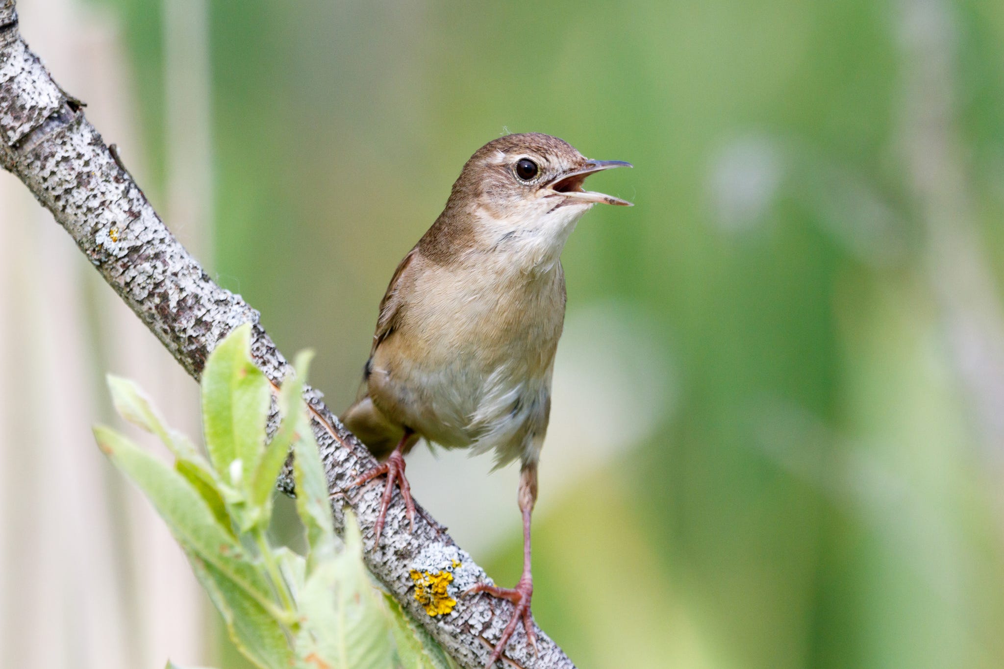 Savi's Warblers Spotted Nesting In Wales For The First Time Ever