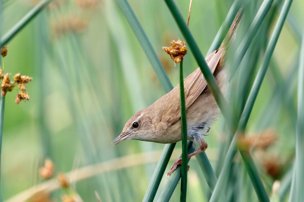 Savi's Warblers Spotted Nesting In Wales For The First Time Ever