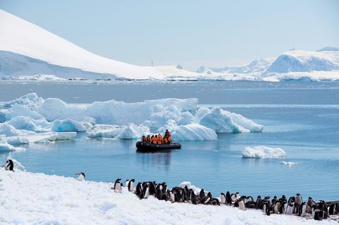 seabourn expedition ship antarctica penguins