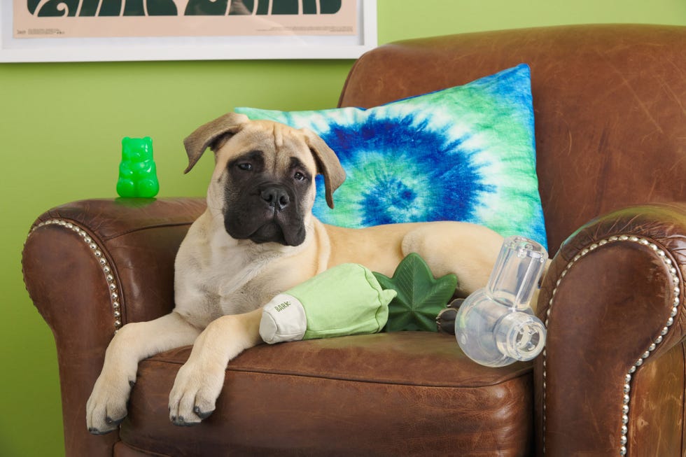 barkbox 420 toys