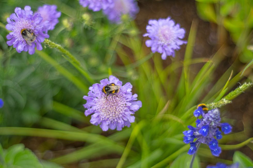 scabiosa triandra flowers