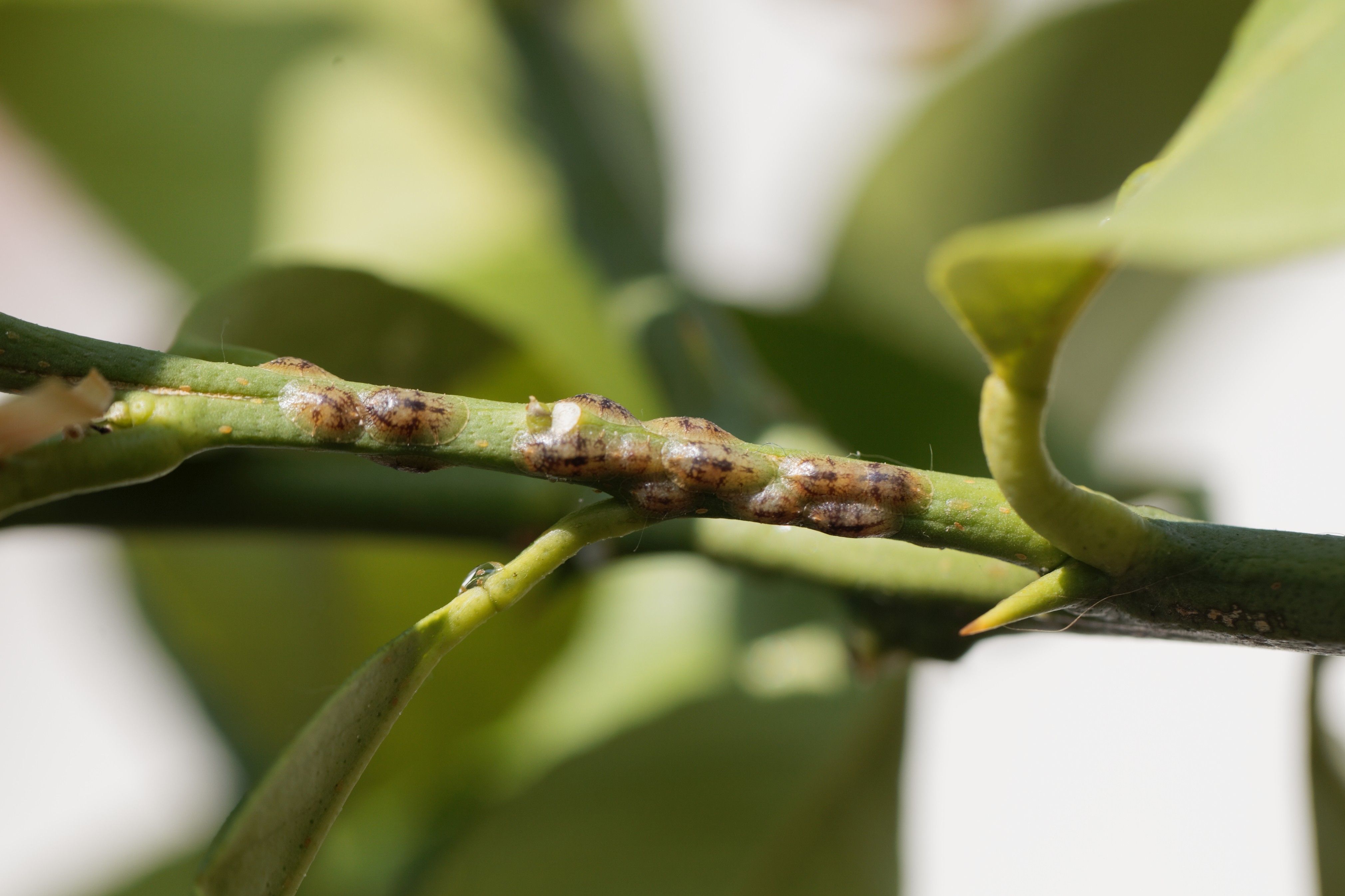 How to Get Rid of Bugs in Houseplants (4 Easy Steps) 