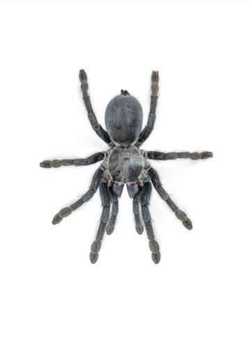 satyrex ferox